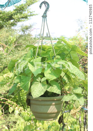Arrowhead plants on farm for sell 112740985