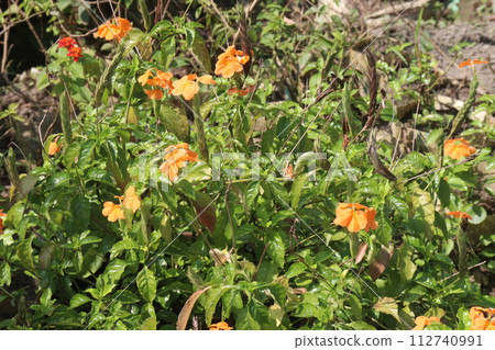 Crossandra infundibuliformis flower plant on farm Crossandra infundibuliformis flower plant on farm 112740991