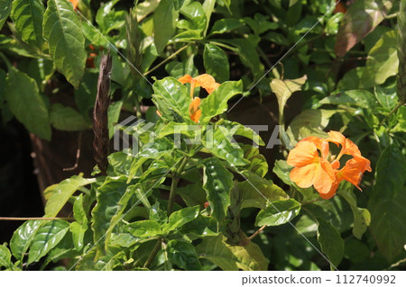Crossandra infundibuliformis flower plant on farm Crossandra infundibuliformis flower plant on farm 112740992