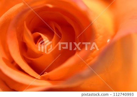 花的女王 花的女王 112740993