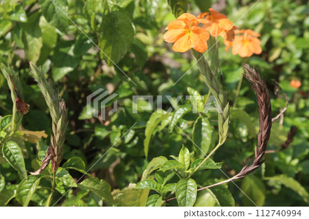 Crossandra infundibuliformis flower plant on farm Crossandra infundibuliformis flower plant on farm 112740994