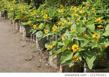 Butter Daisy flower plant on farm 112741021