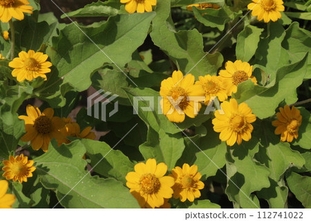 Butter Daisy flower plant on farm Butter Daisy flower plant on farm 112741022