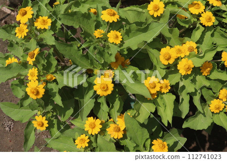 Butter Daisy flower plant on farm Butter Daisy flower plant on farm 112741023