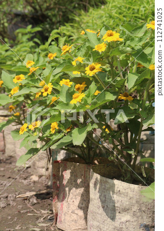 Butter Daisy flower plant on farm Butter Daisy flower plant on farm 112741025