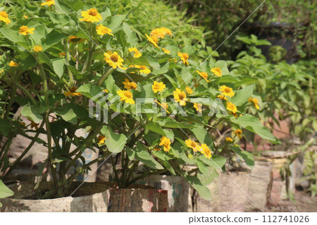 Butter Daisy flower plant on farm Butter Daisy flower plant on farm 112741026