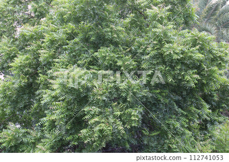 Azadirachta Indica tree on garden 112741053