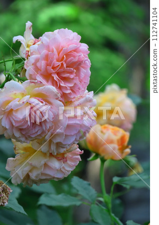 Queen of flowers Queen of flowers 112741104