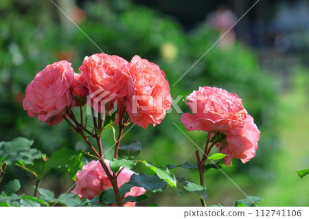花的女王 花的女王 112741106