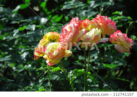 花的女王 花的女王 112741107