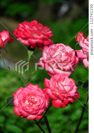 花的女王 112741150