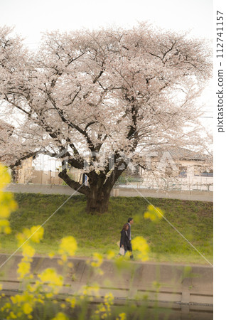 cherry blossoms standing on the bank cherry blossoms standing on the bank 112741157