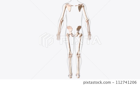The appendicular skeleton is one of two major bone groups in the body 112741206