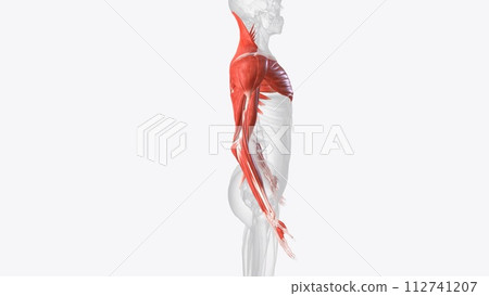 The muscles of the upper limb can be divided into 6 different regions: pectoral, shoulder, upper arm, anterior forearm, 112741207