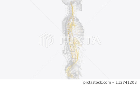 The autonomic nervous system is a component of the peripheral nervous system that regulates involuntary physiologic processes including heart rate 112741208