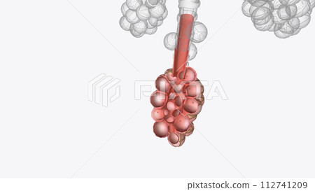 Alveoli are tiny, balloon-shaped air sacs located at the end of the bronchioles, the branch-like tubes in the lungs 112741209