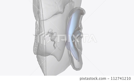 Cartilage is the thick tissue that creates the shape of your outer ear 112741210