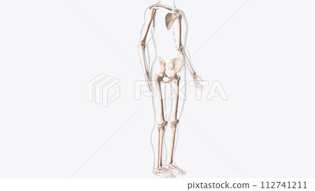 The appendicular skeleton is one of two major bone groups in the body The appendicular skeleton is one of two major bone groups in the body 112741211