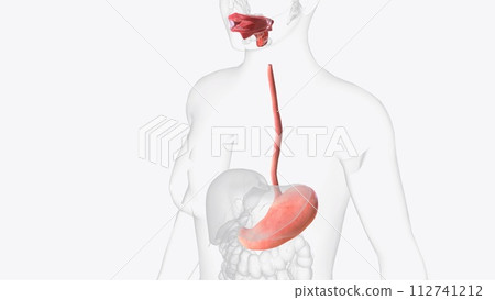 Upper gastrointestinal tract 3d medical Upper gastrointestinal tract 3d medical 112741212