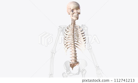 axial skeleton is made up of the 80 bones within the central core of your body axial skeleton is made up of the 80 bones within the central core of your body 112741213