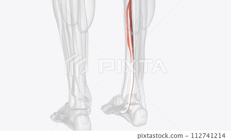The flexor digitorum longus (FDL) is part of the deep muscle group of the posterior compartment of the lower leg 112741214