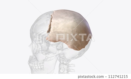 parietal bone, cranial bone forming part of the side and top of the head parietal bone, cranial bone forming part of the side and top of the head 112741215