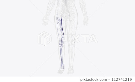 Deep veins of right thigh and leg 112741219