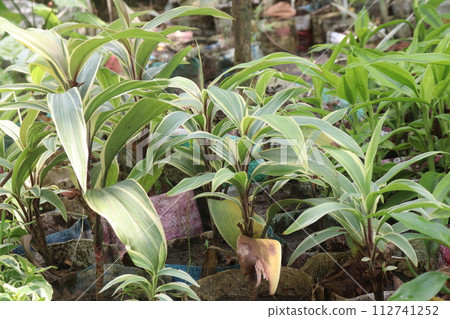 cordyline fruticosa leaf plant on farm 112741252