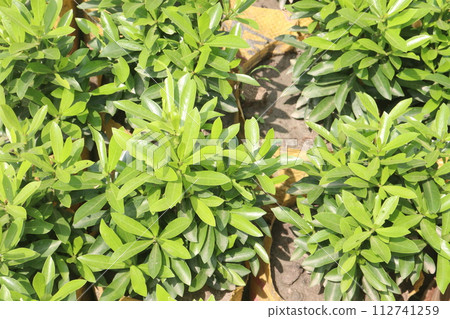 Jungle geranium flower plant on farm 112741259