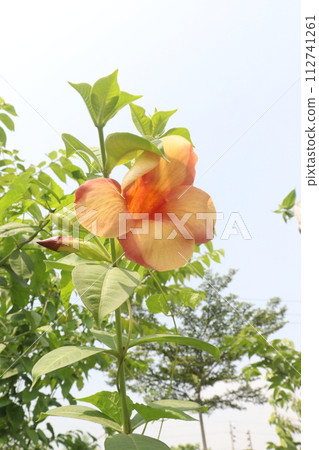 Allamanda blanchetii flower on tree Allamanda blanchetii flower on tree 112741261