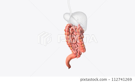 Lower gastrointestinal tract 3d medical Lower gastrointestinal tract 3d medical 112741269