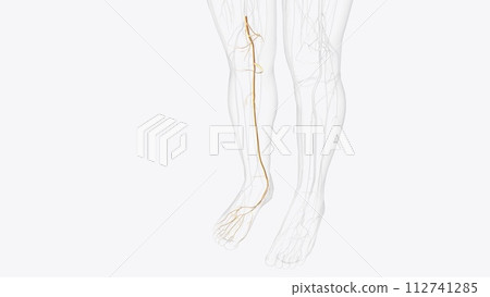 tibial nerve and terminal branches tibial nerve and terminal branches 112741285