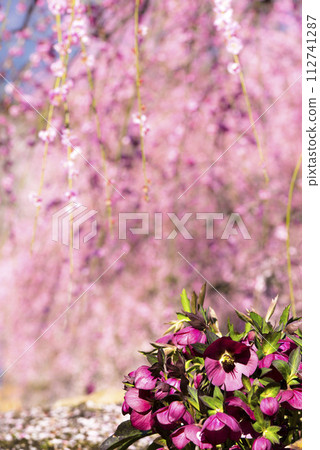 Christmas rose against a background of weeping plums 112741287