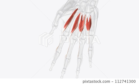 Lumbrical muscles of right hand Lumbrical muscles of right hand 112741300