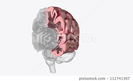 The brain's left half is primarily responsible for speech and abstract thinking 112741307