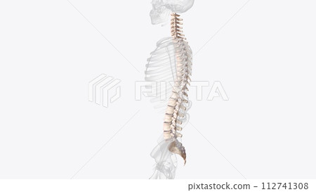 The vertebral column is a series of approximately 33 bones called vertebrae, which are separated by intervertebral discs 112741308