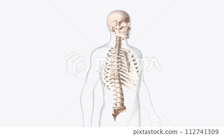 axial skeleton is made up of the 80 bones within the central core of your body axial skeleton is made up of the 80 bones within the central core of your body 112741309
