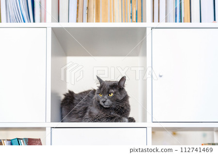 A smoky gray and very fluffy cat sits on a shelf among books and looks around curiously 112741469