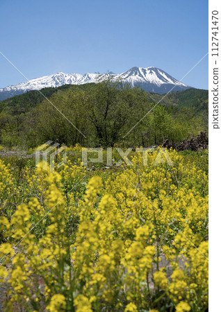 油菜花田外白雪皚皚的御嶽山 112741470