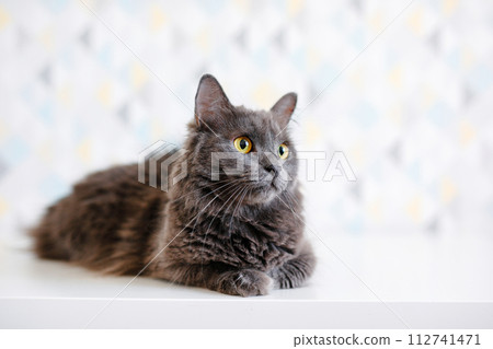 A gray smoky Maine Coon cat with yellow eyes lying on a white background 112741471