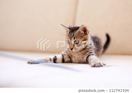 A little striped kitten playing on a beige blanket and catching something with her paws, hunting A little striped kitten playing on a beige blanket and catching something with her paws, hunting 112741504