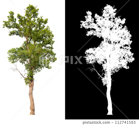 isolated tree on white background with clipping path and alpha 112741583