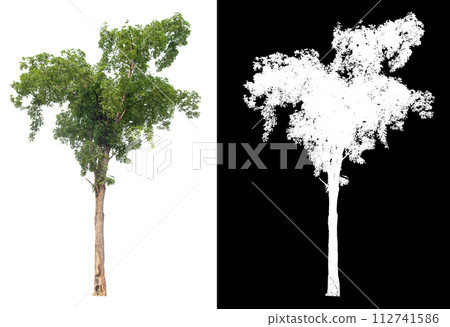 isolated tree on white background with clipping path and alpha isolated tree on white background with clipping path and alpha 112741586