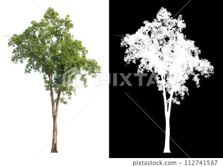 isolated tree on white background with clipping path and alpha isolated tree on white background with clipping path and alpha 112741587