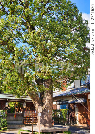 晴明神社、神樹、西稻荷神社(京都府京都市) 晴明神社、神樹、西稻荷神社(京都府京都市) 112741626