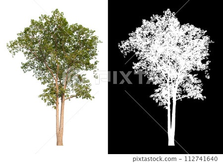 isolated tree on white background wmith clipping path and alpha 112741640