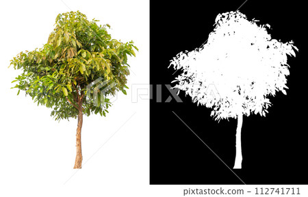isolated mango tree on white background with clipping a and alpha 112741711