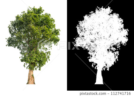 isolated tree on white background wmith clipping path and alpha isolated tree on white background wmith clipping path and alpha 112741716