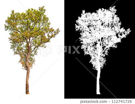 isolated tree on white background wmith clipping path and alpha 112741726