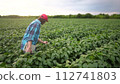 farm worker walks through the field. farming business lifestyle and irrigation concept. a farmer in red cap and blue shirt walks among the sprouts of a plant he grew in his field, holding a tablet 112741803